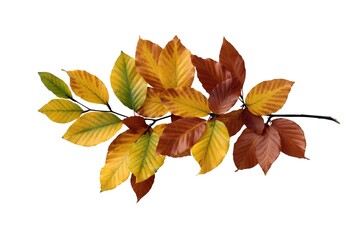 Wall Mural - seasonal brown and orange leaves of beech tree at autumn