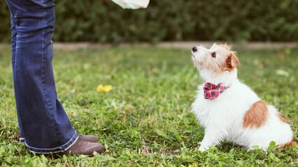 Wall Mural - Owner picking up her sitting dog's excrement into a poop bag in the grass. Pooping, defecating, pet excrement, hygiene concept.