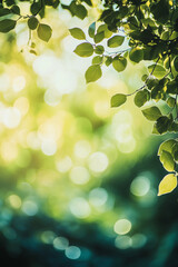 Poster - Green leaves frame a bright, sunny background of bokeh in a forest