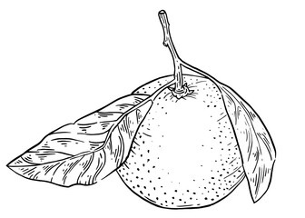 tangerine. orange with two leaves hand drawn ink sketch. fresh citrus fruit engraved style. vector d