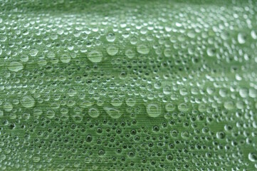 Poster - Dew drops on a green leaf. The background image.