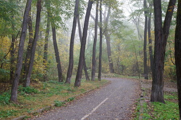 Poster - Trees with autumn leaves and a path in the city nature park.