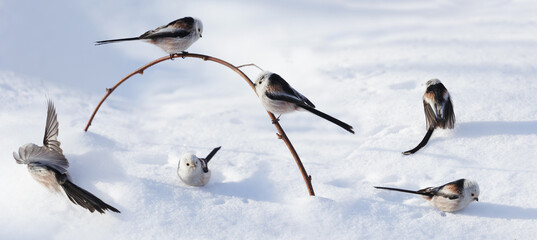 Wall Mural - Group of little birds on snow. Long tailed tit. Aegithalos caudatus