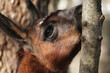 © yta - llama head close up, brown fur mammal in forest, livestock grazing in pasture