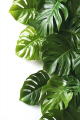 Aufkleber - A close-up shot of a bunch of fresh green leaves on a clean white surface