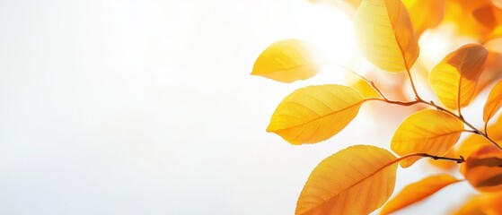 a close up of a tree branch with yellow leaves