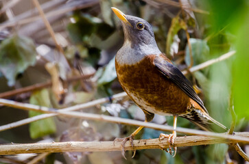 chestnut thrush (turdus rubrocanus) lovelyl brown with silver head and black wings bird perching on 