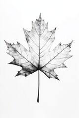 Poster - A single leaf in a natural setting, suitable for use as a texture or background image
