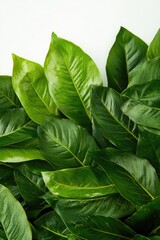 Poster - A close-up shot of a bunch of green leaves, perfect for nature or environmental related content