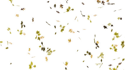 Wall Mural - isolated beautiful falling autumn fall oak leaves