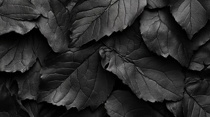Poster - close-up of textured black leaves in detail, perfect for backgrounds and nature-themed designs with 