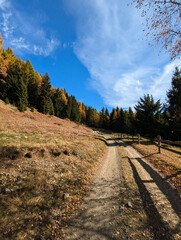 Sticker - road in autumn