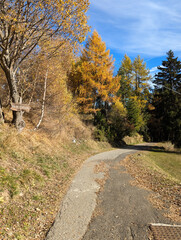 Sticker - autumn in the park