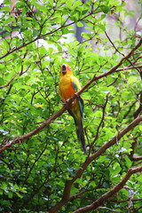 Wall Mural - red and yellow macaw