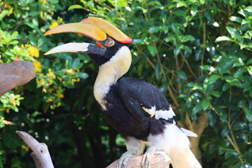 Wall Mural - yellow billed hornbill in a tree