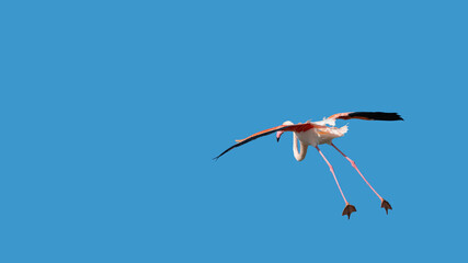 Funny Flying Flamingo(Phoenicopteridae)