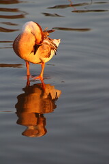 Wall Mural - duck in the pond