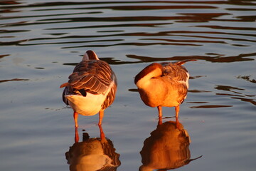 Wall Mural - duck in the pond