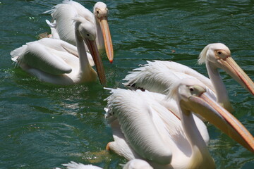 Wall Mural - pelicans on the beach