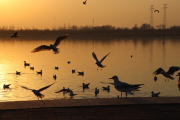 Wall Mural - seagulls on the beach