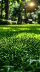 Wall Mural - A lush green field with a bright sun shining down on it. The grass is short and well-maintained, giving the impression of a well-tended garden. The sun's rays create a warm and inviting atmosphere
