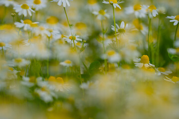 Chamomile flowers. Daisy flowers in green grass. White flowers in grass. Chamomile field flowers.