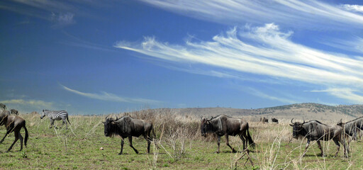 Wall Mural - Wildebeest herd migrating across african savanna