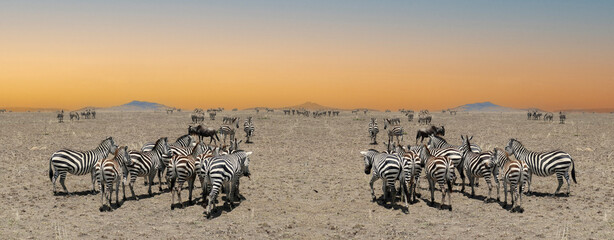 Wall Mural - Herd of zebras gathering in the african savanna