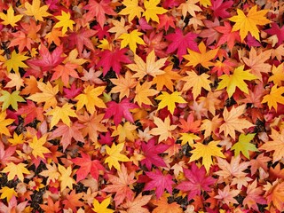 Wall Mural - Vibrant autumn background with colorful maple leaves scattered on the ground, seasonal, forest, scenic