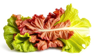 Wall Mural - Fresh and vibrant lettuce leaf isolated on a clean white background, vegan, ingredient