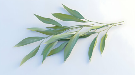 Wall Mural - a sprig of green leaves with long, thin leaves and a light background.
