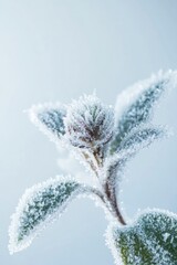 Wall Mural - Frosted plant