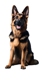 Wall Mural - A cute german shepperd with brown and black fur sitting, isolated