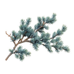 a close-up view of a beautiful evergreen branch showcasing lush, needle-like foliage. the vibrant co