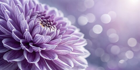 Poster - Abstract Violet and White Background with Macro Photography Detail, Soft Gradients and Textures for Creative Art and Design Projects