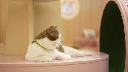 white brown fluffy young cat sitting to sleep relaxing alone on wooden table and wearing neck strap 