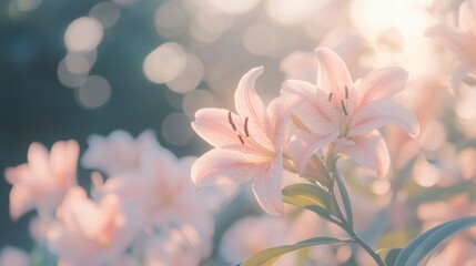 Wall Mural - Blooming pink lilies bask in soft, dreamy light, enhancing the tranquility of the garden setting