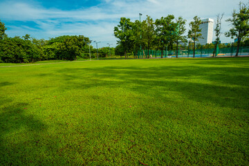 Wall Mural - Green meadow graas in city tree forest public park morning sunrise