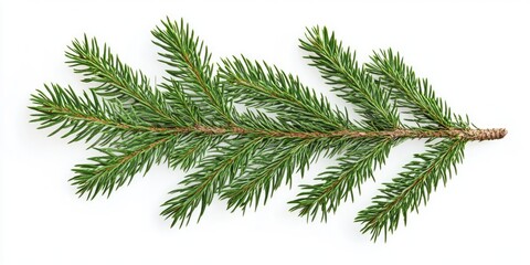 Pine Tree Branch White Background