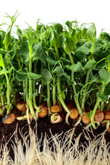 Poster - Fresh pea microgreen sprouts isolated on a white background.