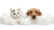 © Ti Studio - Cute dog and cat enjoying a bath time with bubbles, isolated on white, representing clean pets