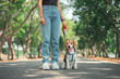 © oatawa - Owner and his beagle dog is having fun while walking in dog park in morning summer, Dog training, copy space