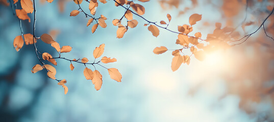 Wall Mural - Autumn background leaf sky outdoors.