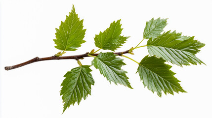 A simple style illustration of a branch with green leaves, isolated on a white background.