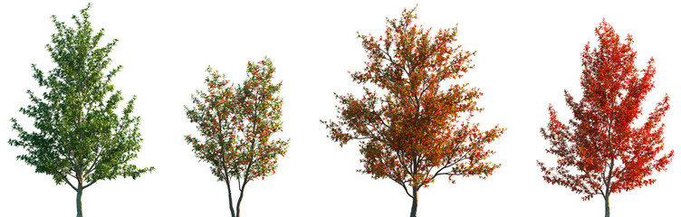 Wall Mural - set of stewartia sinensis (the chinese stewartia) summer and autumn frontal isolated png on a transp