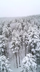 Poster - A snowy forest with trees covered in snow