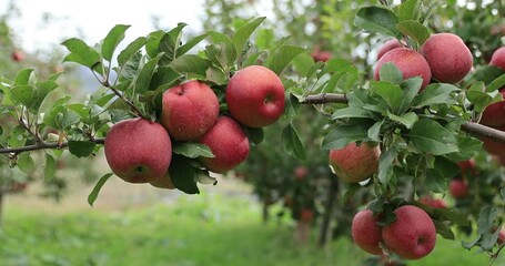 Poster - Red apples grow on tree in garden