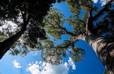 Poster - Majestic view of a tall tree against a bright blue sky with lush green leaves : Generative AI