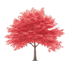 Wall Mural - A tree with red leaves is the main focus of the image. transparent background