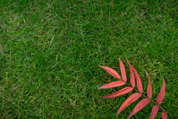Wall Mural - autumn background with fallen leaf
